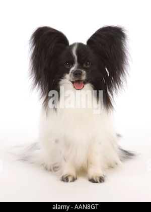 Papillon Hund im studio Stockfoto