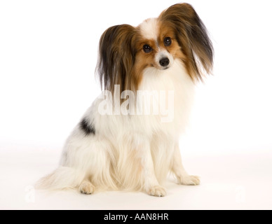 Papillon Hund im studio Stockfoto