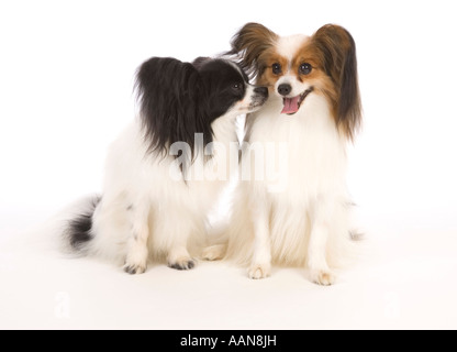 Papillon Hund im studio Stockfoto