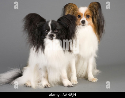 Papillon Hunde im studio Stockfoto