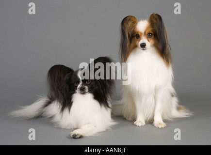 Papillon Hunde im studio Stockfoto