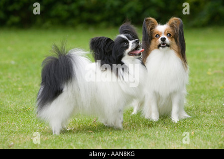 Papillon Hunde Stockfoto