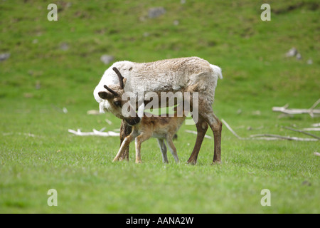 Rentier Karibu Rangifer Tarandus Krankenpflege Spanferkel von seiner Mutter am Rande eines Berges Stockfoto