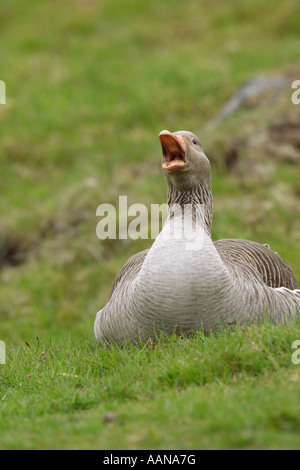 Graugans Gans Anser Anser aufgewirbelt auf ein Nest in ein Feld und einen Aufruf an seine Gattin in den Highlands von Schottland UK Europe Stockfoto
