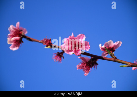 Obstbaum in Blumen. Stockfoto