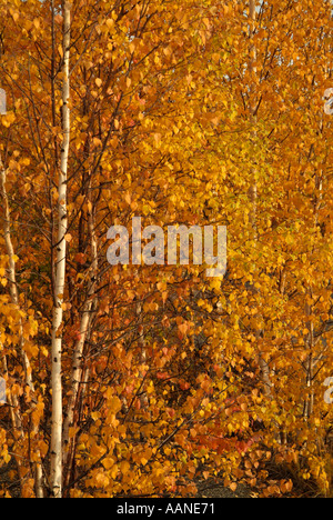 Espe Bäume im Herbst, Dempster Highway, Yukon, Kanada Stockfoto