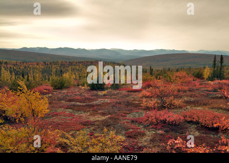 Tundra im Herbst, am Polarkreis, Dempster Highway, Yukon, Kanada Stockfoto