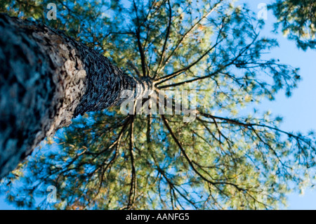 Blickte zu einer Loblolly Kiefer Stockfoto