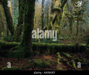 Olympic National Park Hoh Regenwald mit moosbewachsenen Bäumen Olympic Peninsula Washington State USA Stockfoto