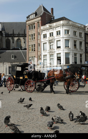 HOLLAND Amsterdam Pferd und Kutsche in Dam Square Stockfoto