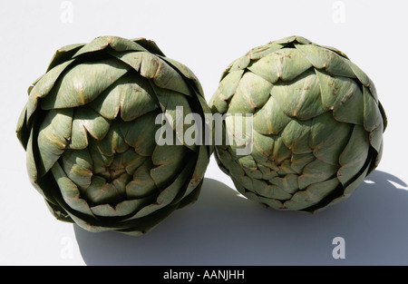 Zwei Artischocke auf weißem Hintergrund Stockfoto