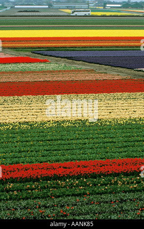HOLLAND Lisse Keukenhof Gärten Luftaufnahme von Birne und Blume Felder Triebwagen Kreuzung im Hintergrund Stockfoto