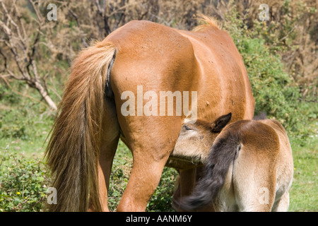 Fohlen, Spanferkel New Forest Hampshire England UK Stockfoto