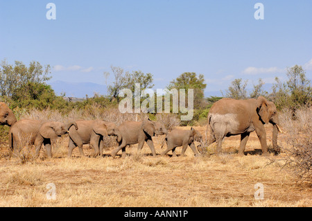Afrikanischer Elefant (Loxodonta Africana), Migration Elefanten Herde mit Kälbern, Kenya, Samburu National Reserve, Isiolo Stockfoto