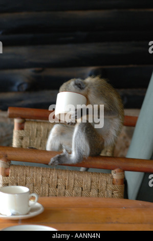 schnauzbärtige Affe (grüne Cephus), einzelne Individuum Kaffeetrinken, Isiolo, Samburu National Reserve, Kenia, Mittel- Stockfoto
