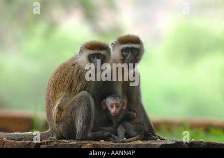 Meerkatzen (grüne spec.), Eltern mit Baby, Isiolo, Samburu National Reserve, Kenia, Mittel- Stockfoto