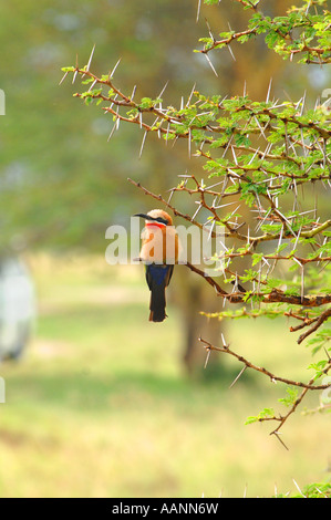 White-fronted Biene-Esser (Merops Bullockoides), sitzen im Dornenbusch, Kenia, Central, Lake Nakuru NP Stockfoto