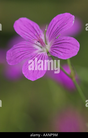 Sumpf-Storchschnabel (Geranium Palustre), Blume, Deutschland, Baden-Württemberg Stockfoto