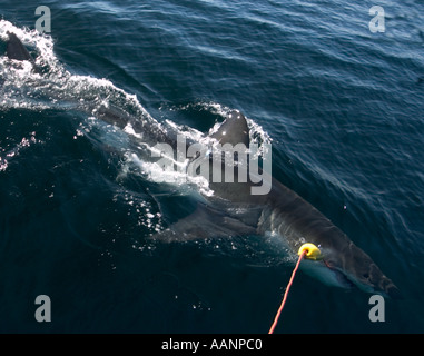 False Bay Cape Town Südafrika Great White Shark Research große weiße Angriffe Köder auf Linie, bevor tagging elektronisch aufzeichnen Stockfoto