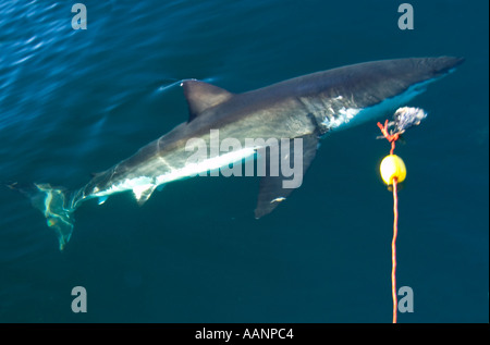 False Bay Cape Town Südafrika Great White Shark Research große weiße Angriffe Köder auf Linie Stockfoto