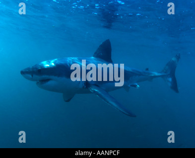 Top Ozean Raubtier Weißhai Unterwasser von Haikäfig Stockfoto