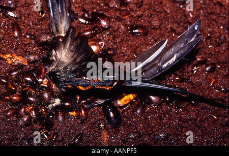 Gefallenen Vogel ist von goldenen Kakerlaken auf dem Guano bedeckten Höhle Boden lebendig gefressen. Stockfoto