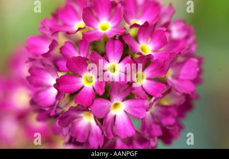 Die Blüte der ein Frühling Blüte TRIVIALNAME Drumstick Primula lateinische NAME Primula Verbreitungsgebiet. Stockfoto