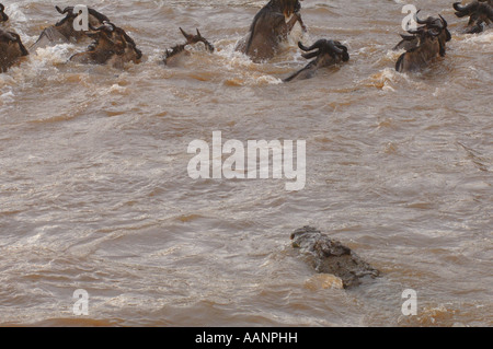 Nil-Krokodil (Crocodylus Niloticus), Angriff auf Gnus in den Mara River Narok, Masai Mara Nationalpark, Kenia, Mittel- Stockfoto