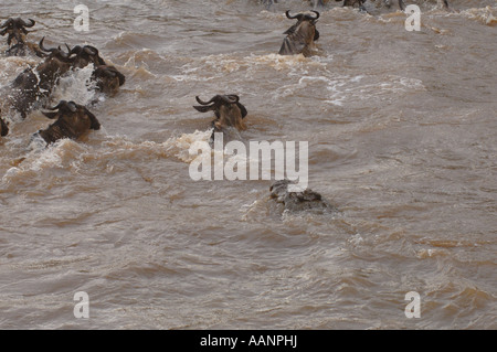 Nil-Krokodil (Crocodylus Niloticus), Angriff auf Gnus in den Mara River Narok, Masai Mara Nationalpark, Kenia, Mittel- Stockfoto