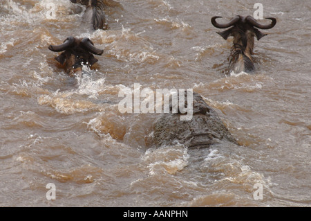 Nil-Krokodil (Crocodylus Niloticus), Angriff auf Gnus in den Mara Fluss, Kenia, Masai Mara Nationalpark Stockfoto