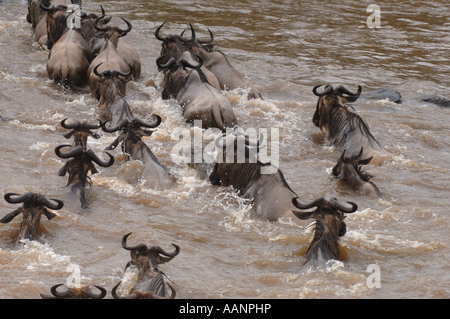 Nil-Krokodil (Crocodylus Niloticus), Angriff auf Gnus in den Mara Fluss, Kenia, Masai Mara Nationalpark, Narok Stockfoto