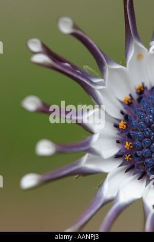 Osteospermum mit gelöffelt Blütenblättern, die gemeinhin als Cape Daisy Stockfoto