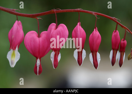 Tränendes Herz rosa Blume Dicentra Spectablis Stockfoto