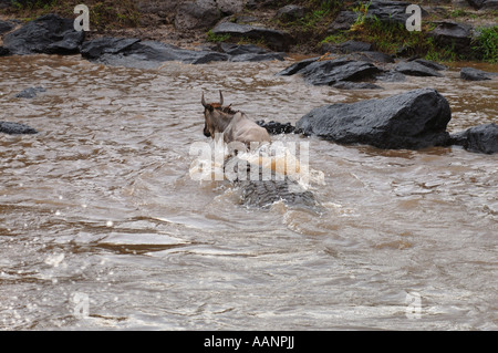 Nil-Krokodil (Crocodylus Niloticus), Angriff auf Gnus in den Mara Fluss, Kenia, Masai Mara Nationalpark Stockfoto