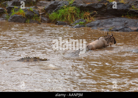 Nil-Krokodil (Crocodylus Niloticus), Angriff auf Gnus in den Mara Fluss, Kenia, Masai Mara Nationalpark Stockfoto