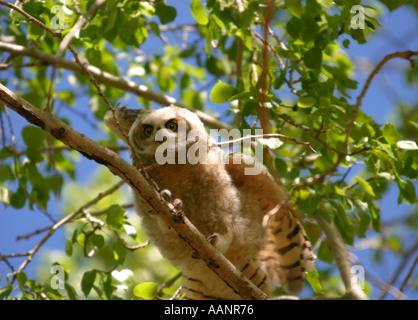 Vögel von Nordamerika Alberta Kanada große gehörnte Eule Bubo virginianus Stockfoto