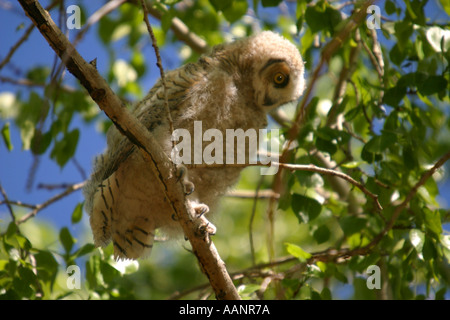 Vögel von Nordamerika Alberta Kanada große gehörnte Eule Bubo virginianus Stockfoto