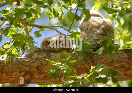 Vögel von Nordamerika Alberta Kanada große gehörnte Eule, Bubo virginianus Stockfoto