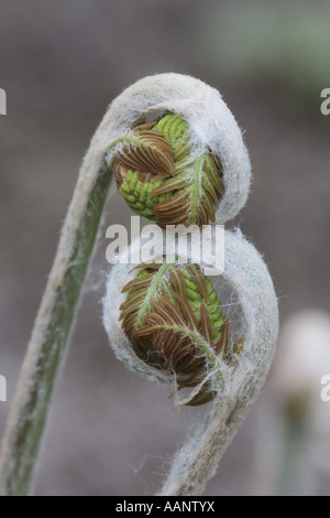 Königsfarn (Osmunda Regalis), junge Blätter, Deutschland Stockfoto
