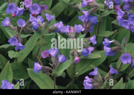 Schlüsselblume Lungenkraut, blaue Lungenkraut (Pulmonaria Angustifolia), blühen Stockfoto