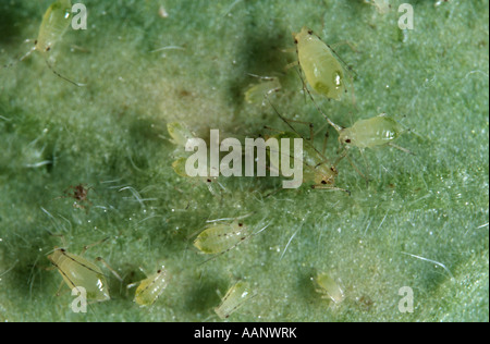 Pelargonien-Blattlaus (Acyrthosiphon Malvae, Acyrthosiphon Pelargonii) auf Blatt der Pelargonien Stockfoto