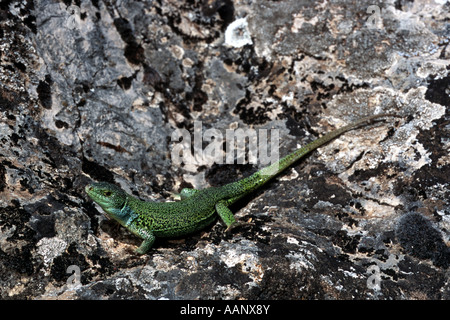 Östlichen Balkan Smaragd Eidechse (Lacerta Medien, Lacerta Trilineata Medien), auf Felsen, Türkei, Ararat Stockfoto