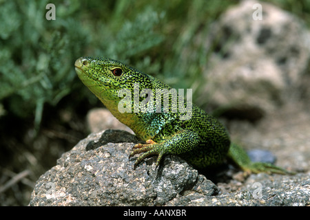 Östlichen Balkan Smaragd-Eidechse (Lacerta Media, Lacerta Trilineata Medien), Porträt, Iran, Zandschan, Zanjan Stockfoto