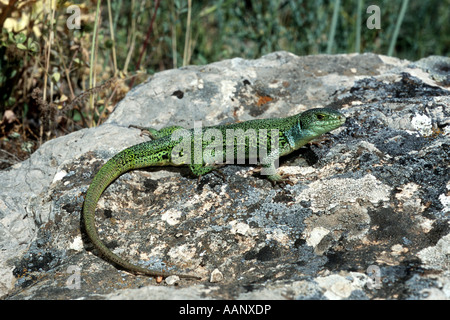 Östlichen Balkan Smaragd Eidechse (Lacerta Medien, Lacerta Trilineata Medien), auf Felsen, Türkei, Ararat Stockfoto