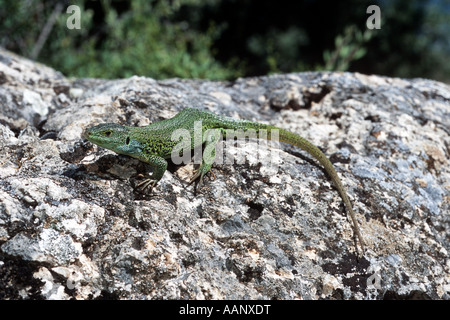 Östlichen Balkan Smaragd Eidechse (Lacerta Medien, Lacerta Trilineata Medien), auf Felsen, Türkei, Ararat Stockfoto