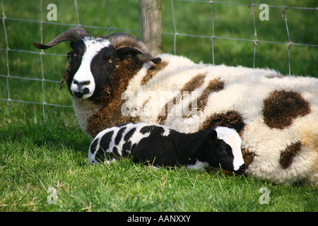 Jacobs-Schaf und Lamm auf Bauernhof in Devon Stockfoto