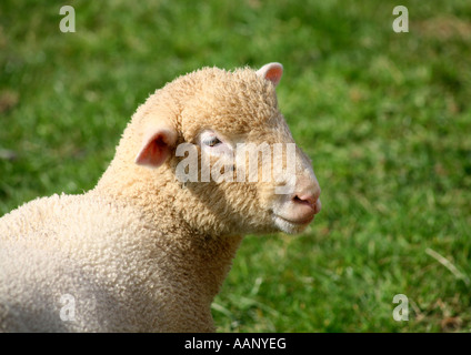 Suffolk Schafe auf Devon-Bauernhof Stockfoto