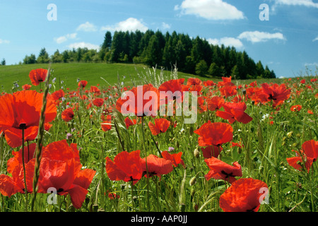 gemeinsamen Mohn, Klatschmohn, roter Mohn (Papaver Rhoeas), wenig Rummelsberger mit Mohn, Deutschland, Brandenburg, Schorfheide Stockfoto
