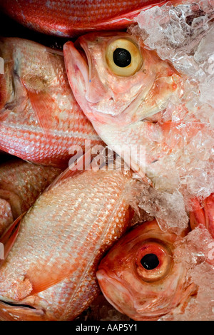 Fisch zum Verkauf in Sydney Fischmarkt Stockfoto