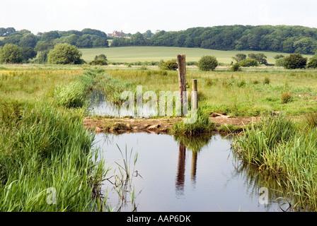 Entwässerungsgraben in Combe Haven Valley SSSI zwischen Bexhill und Hastings East Sussex England UK Großbritannien Europa Stockfoto